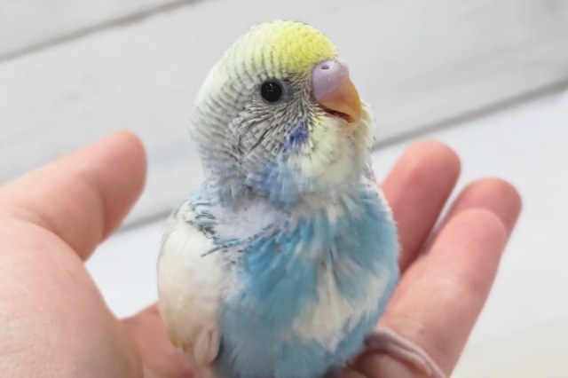 人気カラーのご紹介～🌈　　セキセイインコ(パステルレインボーパイド)