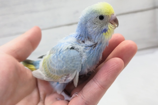 癒やされる色合い～🌈　セキセイインコ(パステルレインボースパングル)