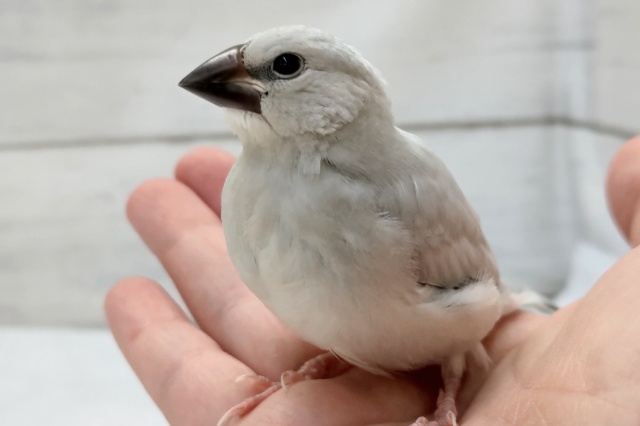 最新画像あり! 目立つよ~ギラっと✨ シルバー文鳥 最新画像あり! 目立つよ~ギラっと✨ シルバー文鳥