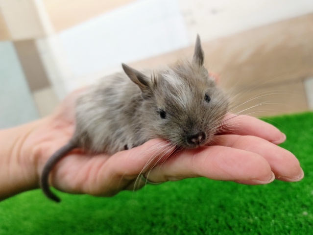 デグーベビー(ブルーパイド)入荷しました❤