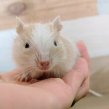 デグーベビー(サンドパイド)入荷しました❤