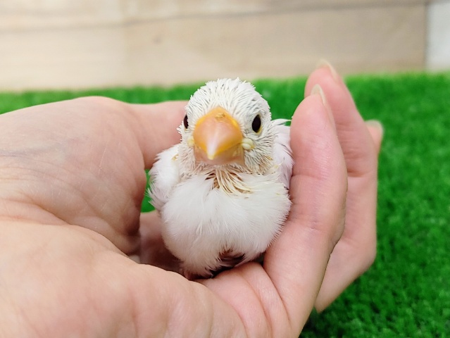 馴れそう？❤白文鳥のヒナ入荷しました❤