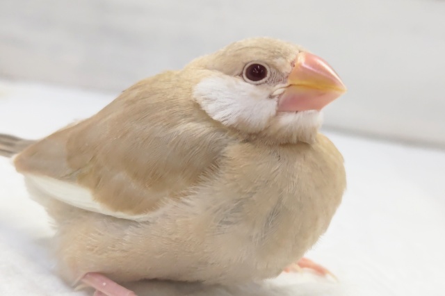 最新画像あり！　やっぱりこのカラーだよね🎵　シナモン文鳥