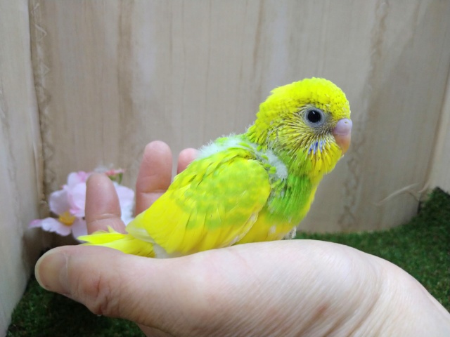 久々にやって来ました！「タケちゃんカラー」セキセイさんです🎍