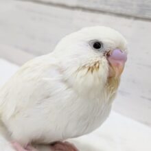 魅力たっぷり～🤍　ジャンボセキセイ(ダブルファクター)