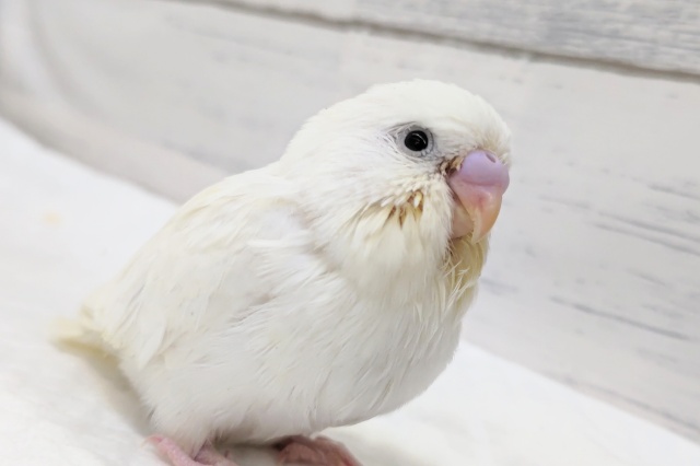 魅力たっぷり～🤍　ジャンボセキセイ(ダブルファクター)