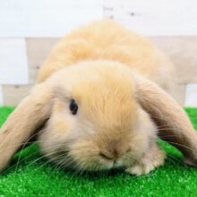 ホーランドロップのベビー入荷しました❤