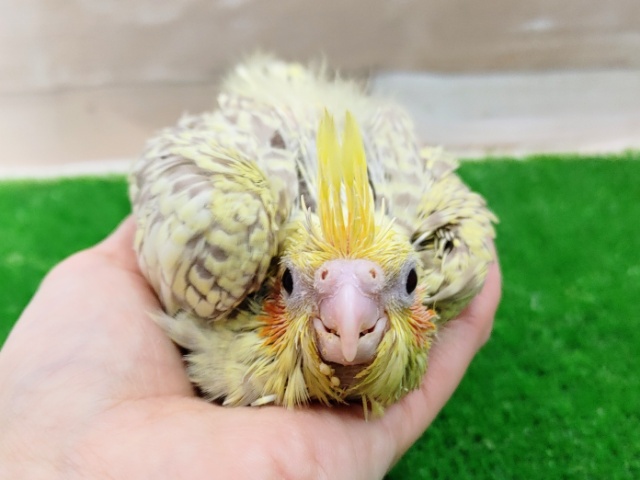 ゆらゆら〜❤オカメインコ(シナモンパールパイド)のヒナ入荷しました❤