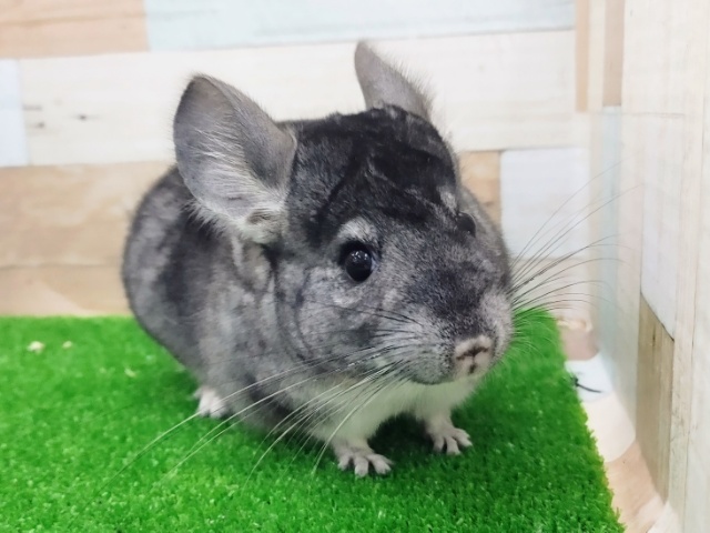 最新画像更新❤久しぶりの新入りさん❤チンチラのノーマルカラー入荷しました❤