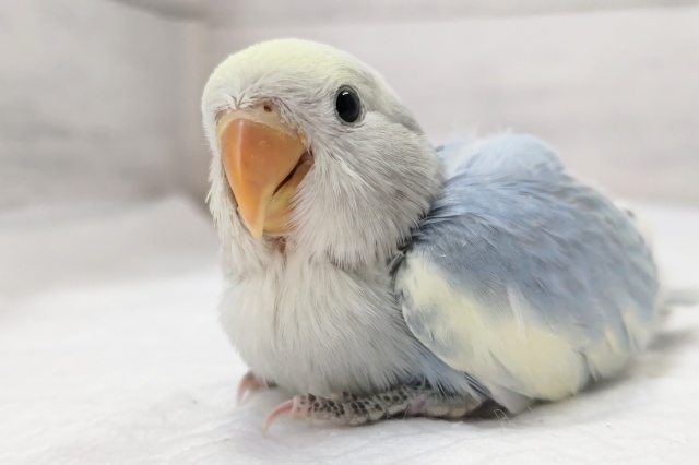優しい色合いに癒されます～🌤️　コザクラインコ(オパーリンブルーパイド)