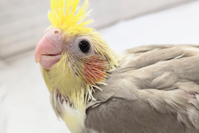 シナモンカラーにご注目～🐥　オカメインコ(シナモンパイド)