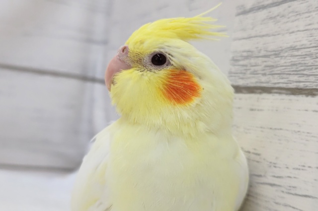 濃い黄色のルチノーさん～💛　オカメインコ(ルチノー)