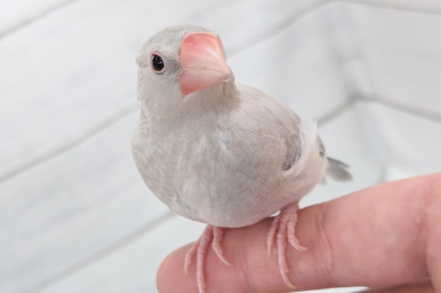 特徴的な渋いカラーリング💫　シルバー文鳥