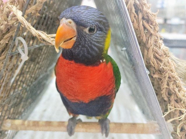 最新動画更新❤てかてか頭のゴシキセイガイの雛♡