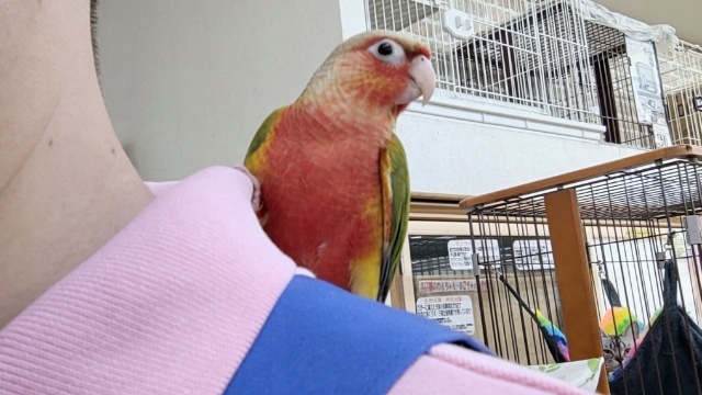 最新画像あり! 赤色が凄く情熱的~🍍 ホオミドリウロコインコ(レッドパイナップル) 最新画像あり! 赤色が凄く情熱的~🍍 ホオミドリウロコインコ(レッドパイナップル)