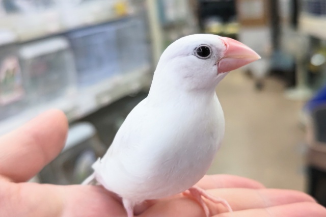 最新画像あり！　真っ白お雲～☁　白文鳥