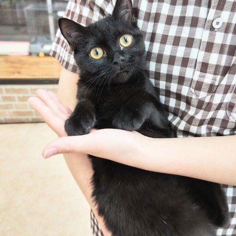 最新画像！スコティッシュフォールド(ブラックスモーク)男の子♫懐っこすぎる甘えんぼ〜❤