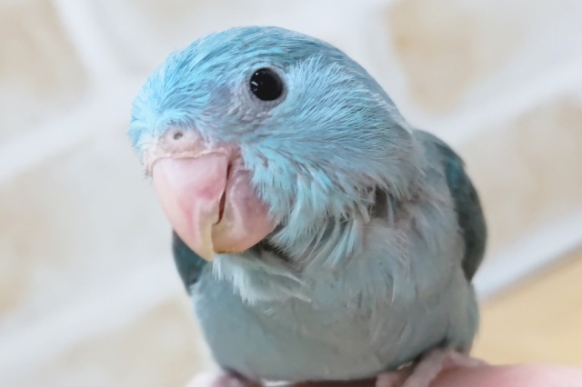 最新画像あり！　この青！たまらない～🔵　マメルリハインコ(ブルー)