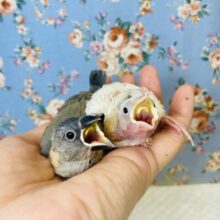 桜文ちゃん白文ちゃん❤︎在舎しております🌸