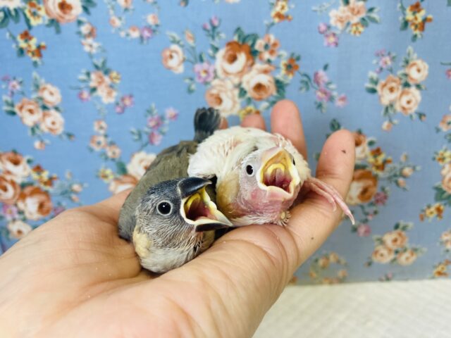 桜文ちゃん白文ちゃん❤︎在舎しております🌸