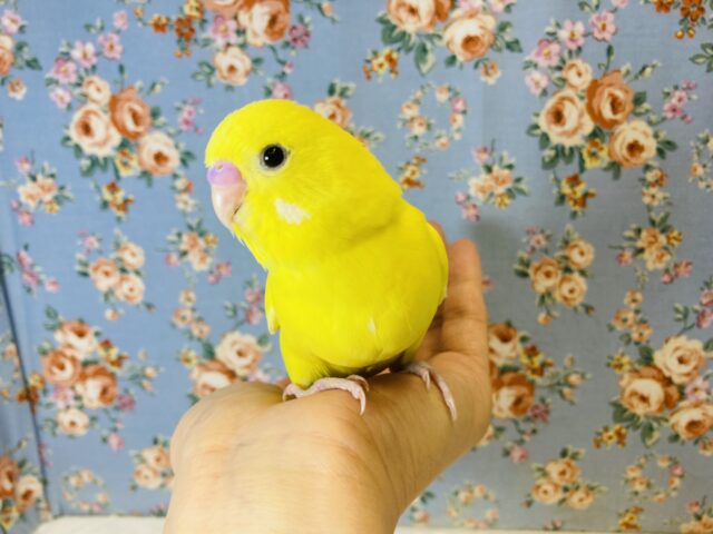 ヒナご飯卒業✨人気のダブルファクターさんです💛🖤