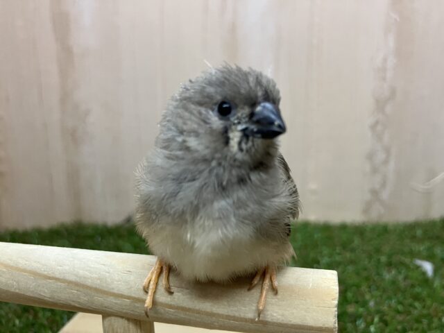 おチビのキンカ鳥さん登場です✨　キンカ鳥　ノーマル