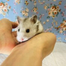 魅力ボディ❤︎とってもイイお色のハムちゃんです❤︎🐹