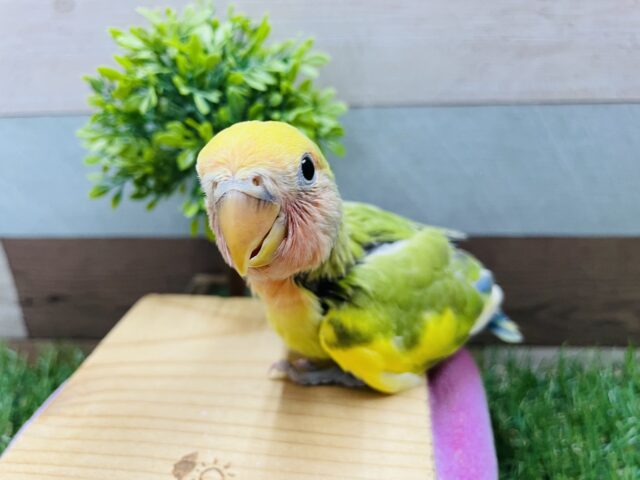 コザッ♪とカメラ目線が可愛いんです！！コザクラインコのタイガーチェリー！