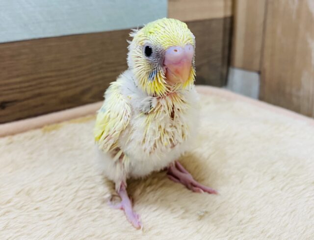 テクテク歩いて元気いっぱい☆セキセイインコパステルカラーレインボーパイド♪