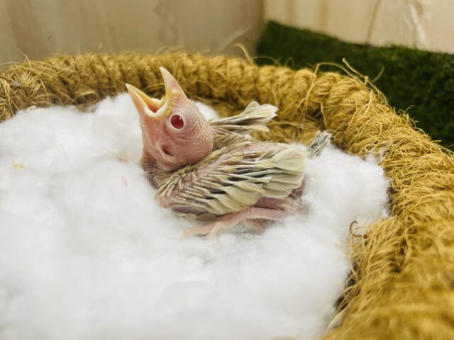 可愛いうぶうぶ文鳥さん！！！！　シナモン文鳥