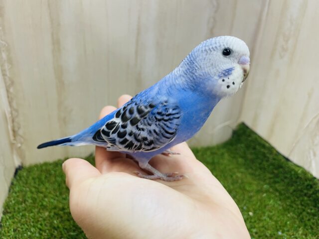 最新画像になりますよ！魅惑のブルー×華やかな黒模様のセキセイさん💓　セキセイインコ　オパーリン