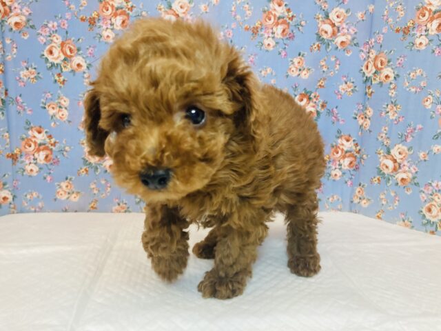 止まぬ愛情表現..💙愛嬌たっぷりトイプードルくん男のコ💙♂