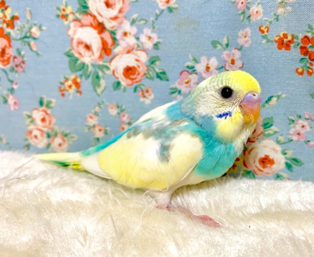 セキセイインコ パステルレインボーパイド 🍋🫧💠‪ .*゜ 3/9