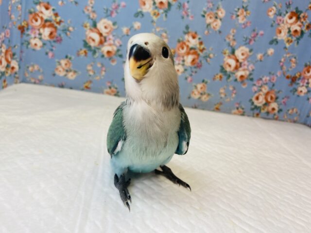 明るいグリーンが最高です💚手乗りコザクラインコ(シーグリーン)💚