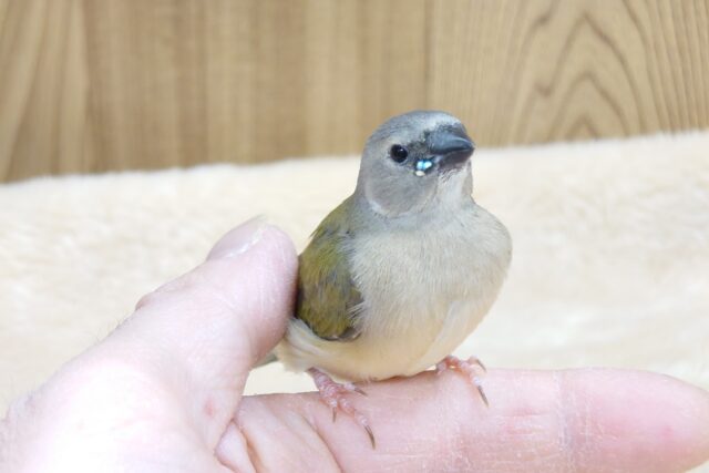 【最新動画更新🪄】きらきらビーズに吸い込まれます。。　コキンチョウ～～