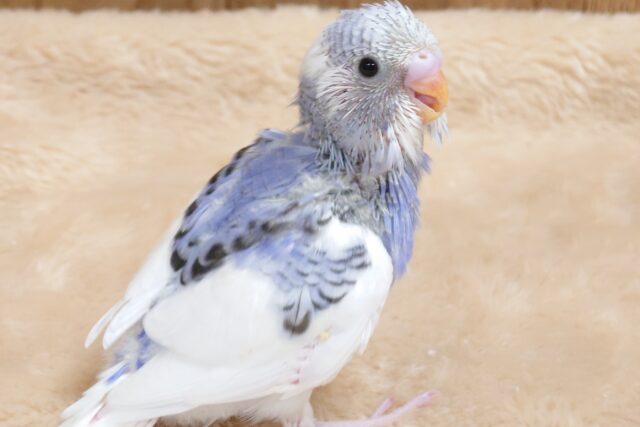 大きなお口で歌うかな～～　セキセイインコ　パイド☆