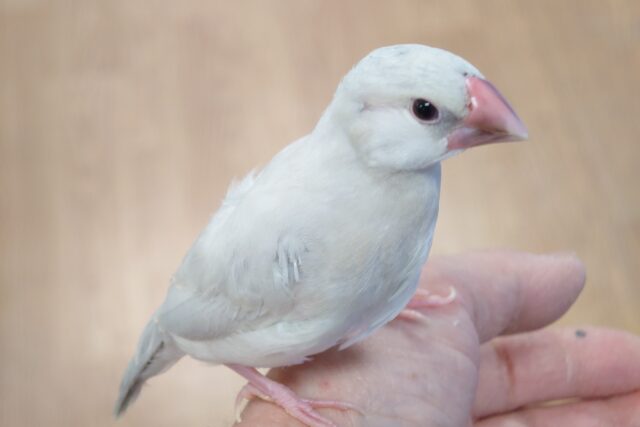 【動画更新です🪄】あっという間に大きくなるよ！シルバー文鳥 ヒナ