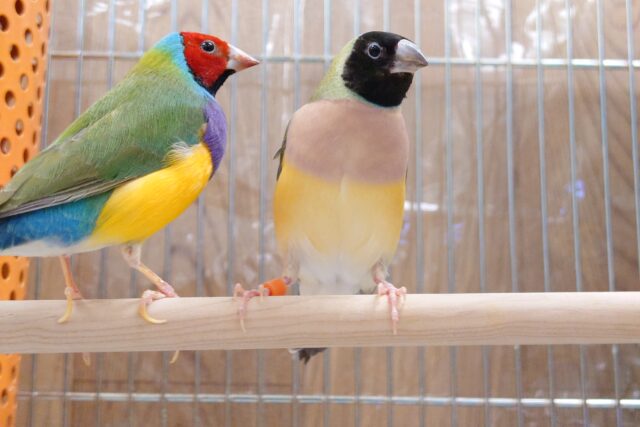 仲良きこと～　リンクする？？　ペア☆　コキンチョウ～～