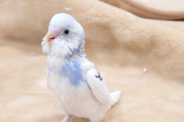 ちょっと歌ってみましょうか？？　セキセイインコ　パイド～～