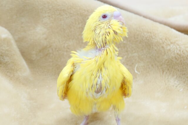 破裂しちゃうかも。。セキセイインコ　ルチノー～～