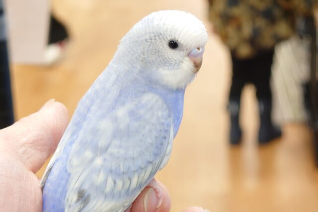 最新画像になります☆　祝っ！わた毛ぱんつ卒業～～♬　セキセイインコ　スパングル～～　
