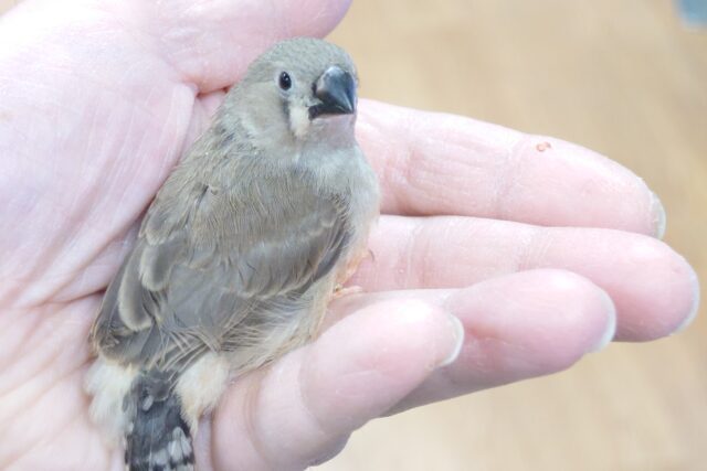 最新画像になります☆　小さなお顔で　ドヤ顔発動☆彡　キンカチョウ～～