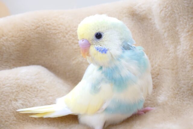 おっとり～マイペースなヒナ　セキセイインコ　パステルレインボーパイド～～