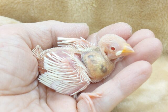 文の夢はーーｽﾃｷな秘密基地をみつけること～　アルビノ文鳥～～