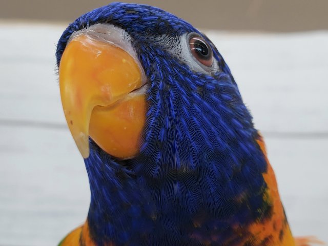 最新画像更新！色とりどりのとりさん～🌈　アカエリゴシキセイガイインコ