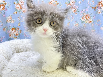 お困り顔の激かわボーイ☆　マンチカンの男のコ 2023.3/24撮影