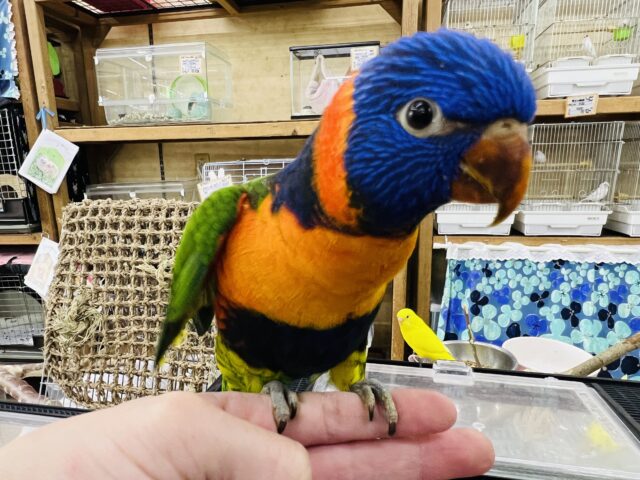 ゴシキセイガイーー！鮮やかカラー☆