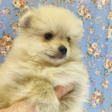 極上のもふもふ..激かわポメラニアンくん💛(クリーム)男のコです💛♂