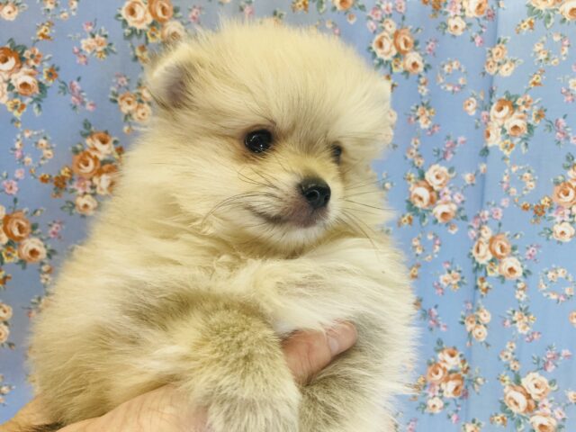 極上のもふもふ..激かわポメラニアンくん💛(クリーム)男のコです💛♂
