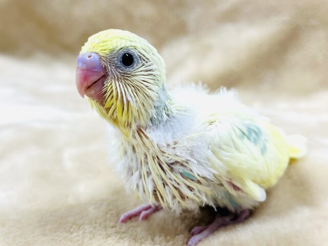 きゅるんっとした瞳がチャームポイント☆セキセイインコ(パステルレインボーパイド) ヒナ